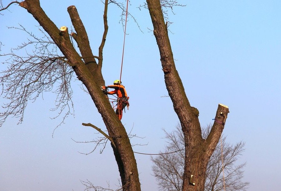 24 drzewa w Parku Miejskim im. Kajetana Morawskiego usunięte będą z zastosowaniem linowej metody alpinistycznej. Fot. Paweł Sałacki 