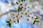 Kwitnące wiosną kwiaty na drzewie