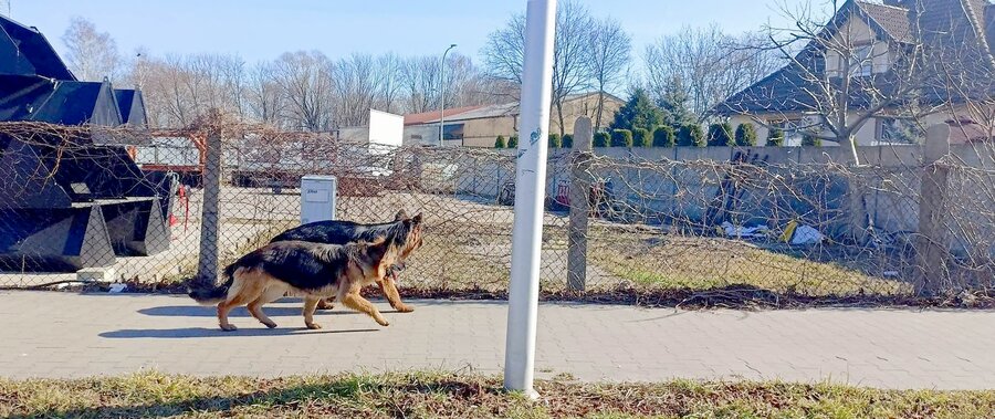 W sobotę, 23 kwietnia, owczarki zagryzły psa w okolicach boiska w Nowym Luboszu 