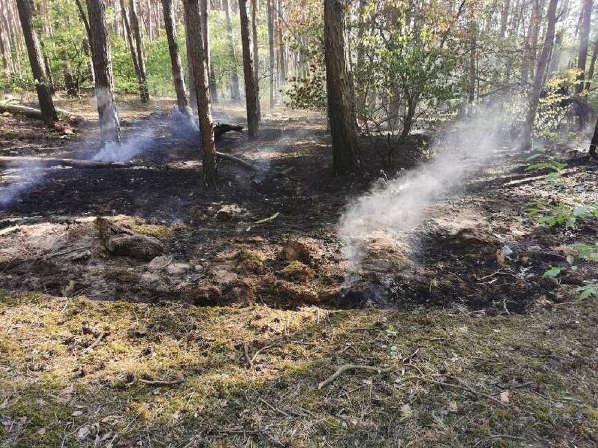 Las w Kiełczewie palił się 16 i 18 maja