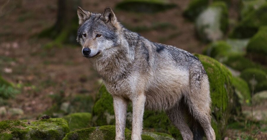 W 1998 r. wilka objęto w Polsce całkowitą ochroną. Fot. Martin Mecnarowski / Wikipedia