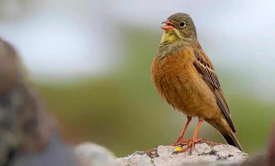 Ortolan – niewielki, szybko wymierający w Europie ptak