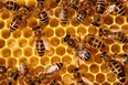 Przed sądem za wytrucie pszczół