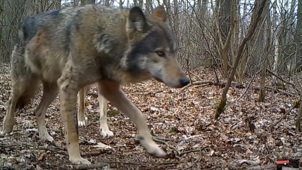 Fotopułapka sfilmowała watahę wilków... 