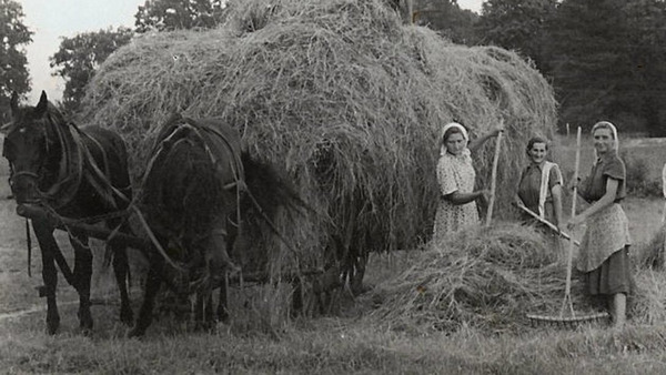 Zatrzymane w kadrze: młockarnia w Jasieniu (1948)