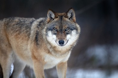 Uwaga na wilki! Burmistrz zaleca mieszkańcom zachowanie ostrożności