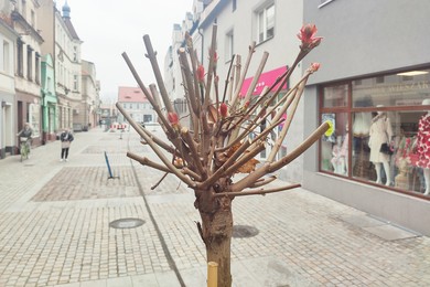 Nowe drzewa w mieście