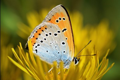 Tydzień liczenia motyli w wielkopolskich parkach krajobrazowych
