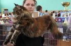 Najlepszy maine coon