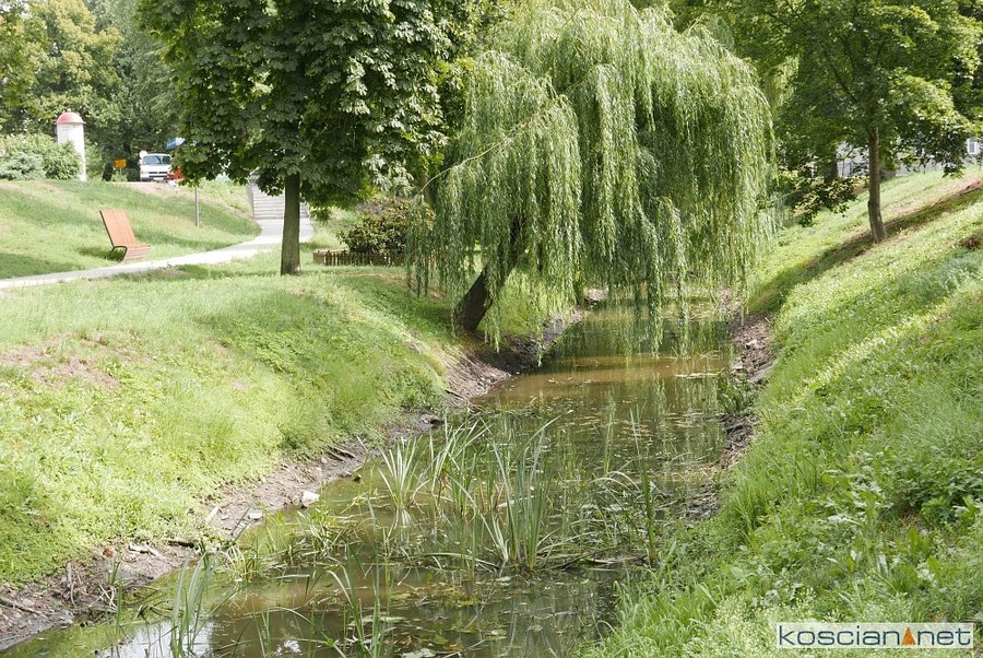 Kanał Ulgi zamienia się w zarośniętą kałużę
