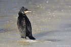 Kormoran 