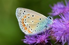 Motyl Modraszek Ikar