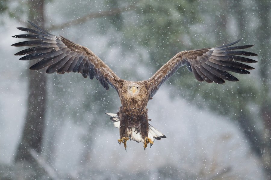 Bielik. Fot. Tomasz Sczansny
