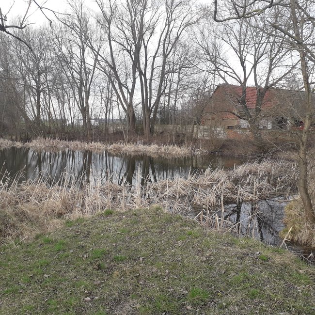 Staw w Kurowie przed rewitalizacją.