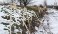 Pijany łamał drzewa 