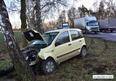 Panda na drzewie