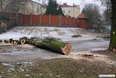 Pielęgnacja i wycinka 