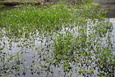 Wykosili kanał