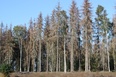 Drukarz zabójca