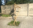 Znów komuś przeszkadzały drzewa