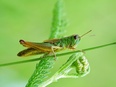 Kościańskie mikroświaty w fotografii Jacka Olejniczaka