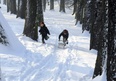 Śnieżna zima w Kościanie