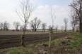 Sadzą drzewa