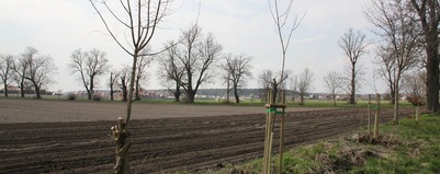 Sadzą drzewa