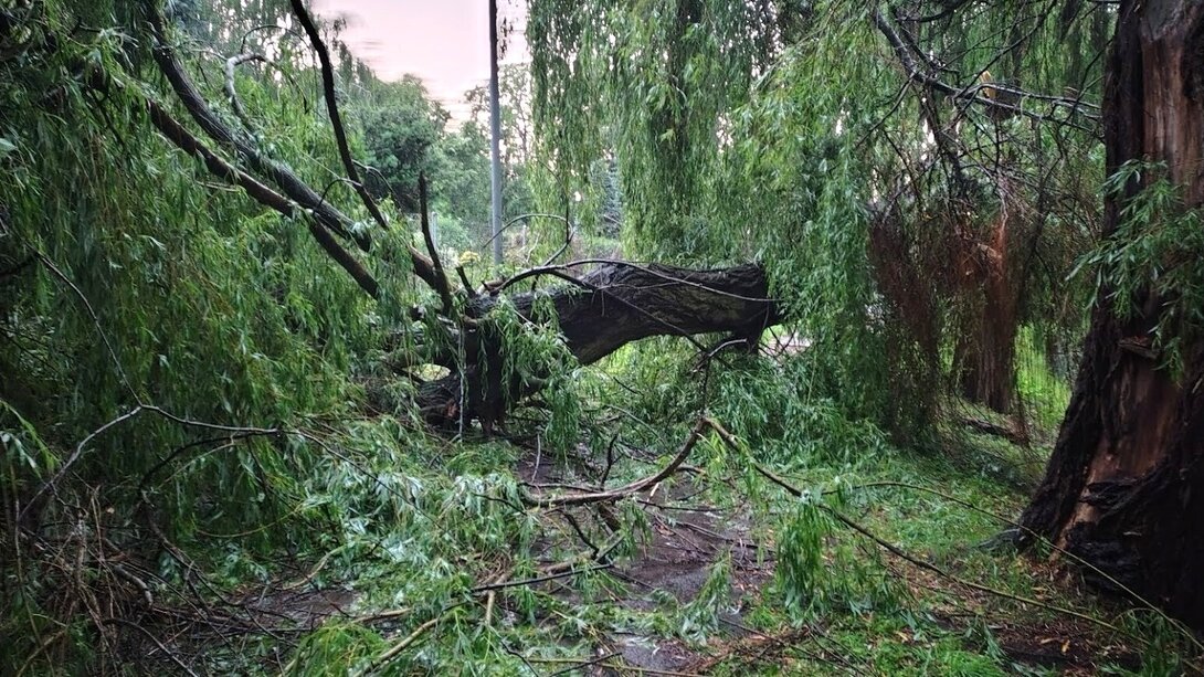 W Kościanie wiatr powalił m.in. kilka drzew nad kanałem Obry