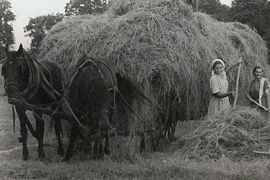 Zatrzymane w kadrze: młockarnia w Jasieniu (1948)