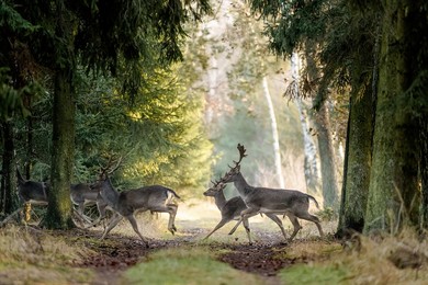 Życie nad kanałem Obry. Część II. Daniele