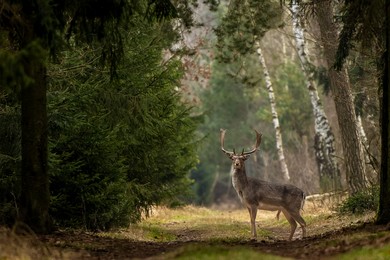 Życie nad kanałem Obry. Wiosna