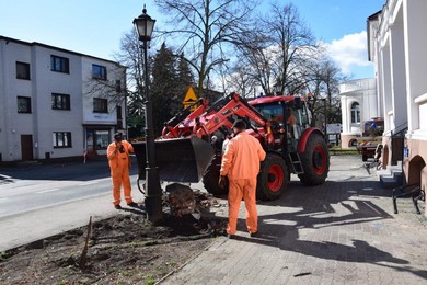 Wymiana zieleni przed starostwem i magistratem