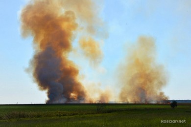 Pożar ścierniska pomiędzy Gorzycami a Borowem 