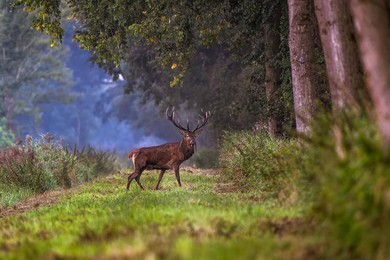 Sfotografowali życie nad kanałem Obry 