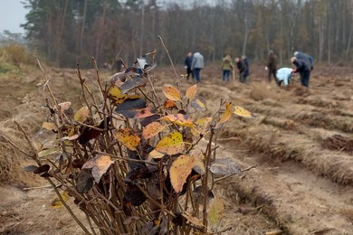 Posadzą ponad 950 tysięcy sadzonek rodzimych gatunków drzew