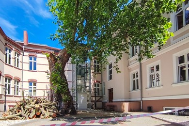 Koniec pomnikowego platana. Co go zastąpi? 